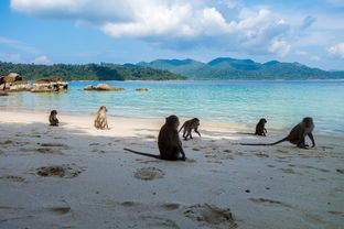 开云官方-世界沙滩龙舟锦标赛中国团队表现优异,国际龙舟锦标赛 第1张 开云官方-世界沙滩龙舟锦标赛中国团队表现优异,国际龙舟锦标赛 第1张